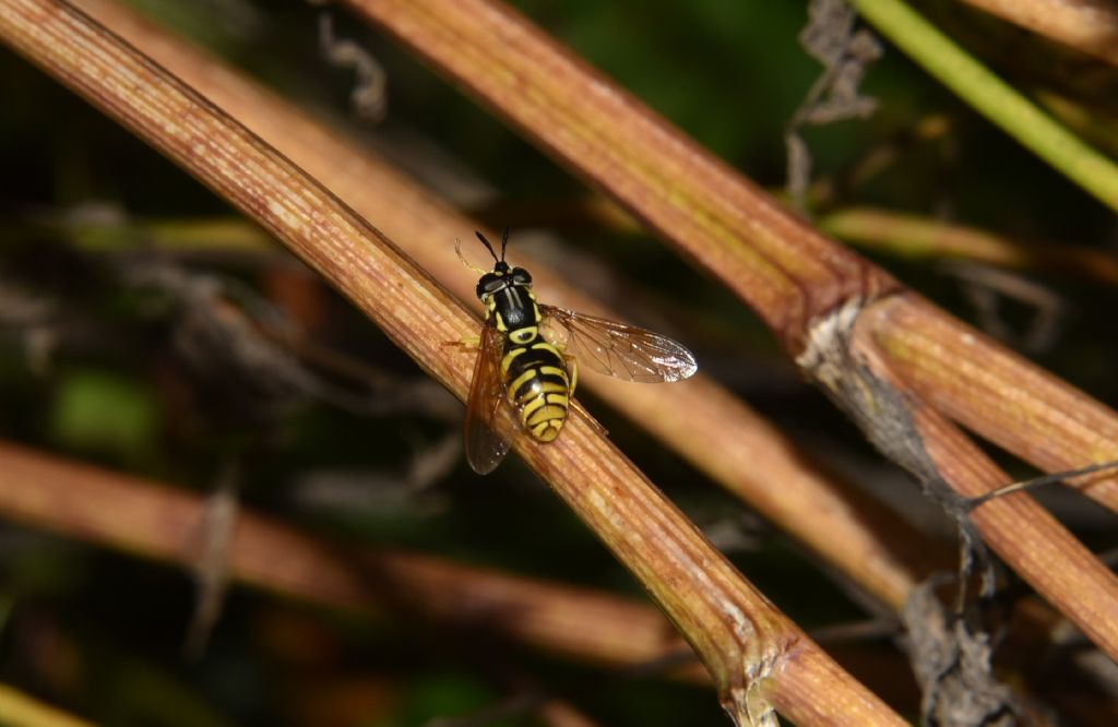 Chrysotoxum cautum ?  S, femmina